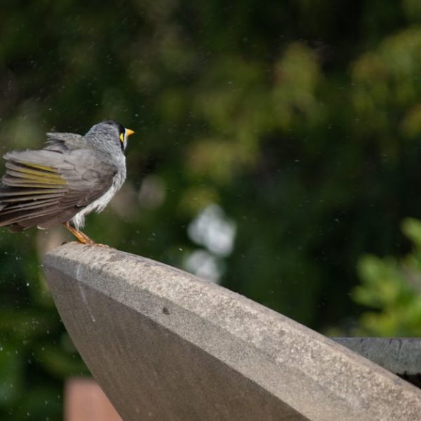A grey bird with a yellow patch on its face stands on the edge of a concrete structure, with a blurred green background.
