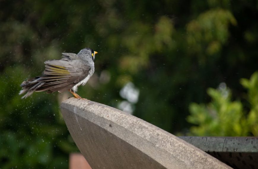 A grey bird with a yellow patch on its face stands on the edge of a concrete structure, with a blurred green background.