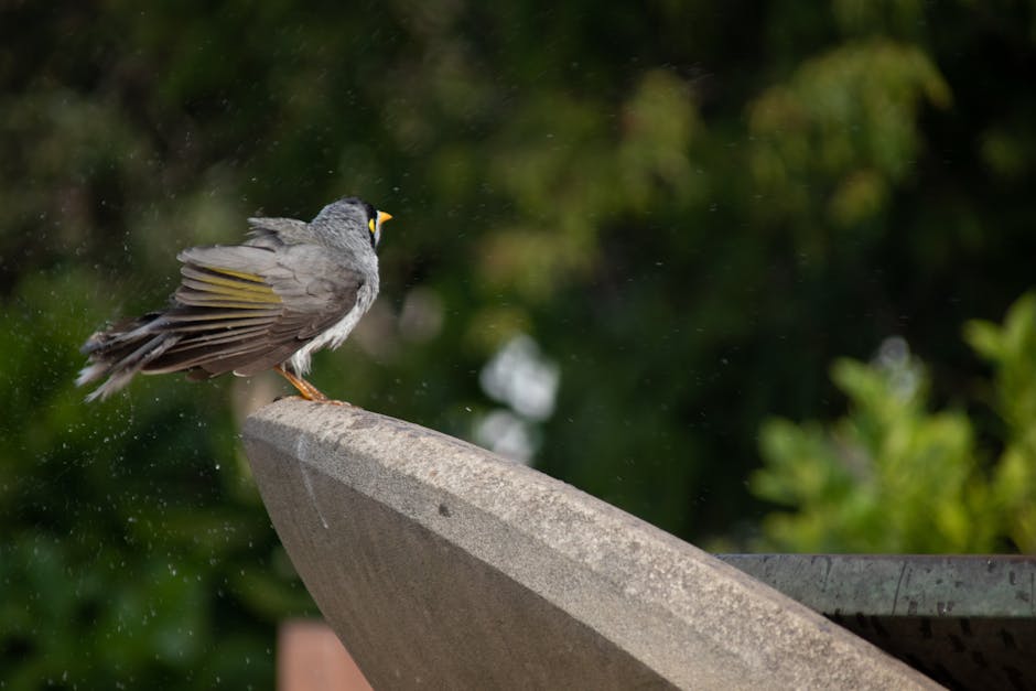 A grey bird with a yellow patch on its face stands on the edge of a concrete structure, with a blurred green background.