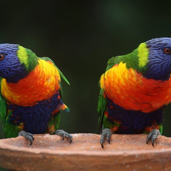 Two rainbow lorikeets with bright blue, green, yellow, and orange feathers perched on the edge of a brown birdbath against a dark background.