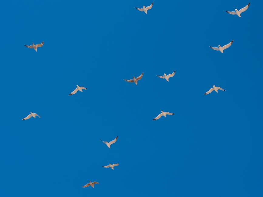 A group of birds flying in the clear blue sky, with wings spread and spaced apart.