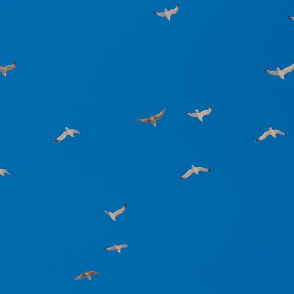 A group of birds flying in formation against a clear blue sky.