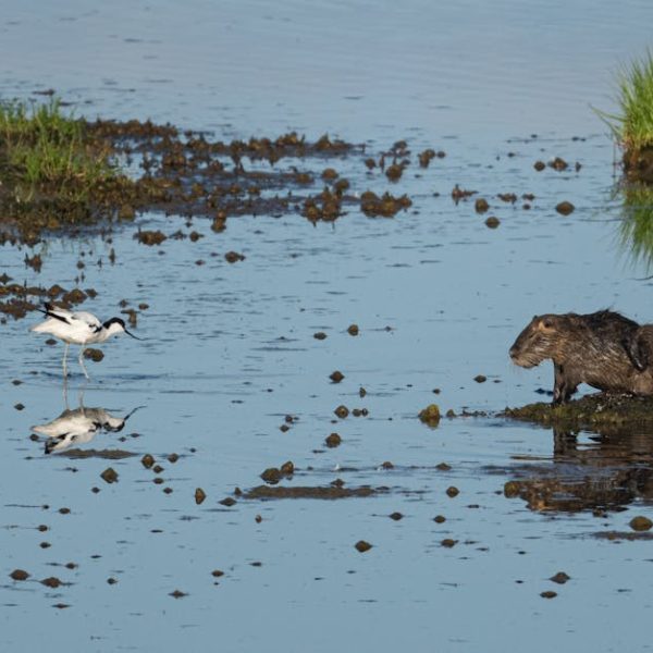 A beaver sits on a small patch of land in a shallow body of water, while two black and white wading birds stand nearby.
