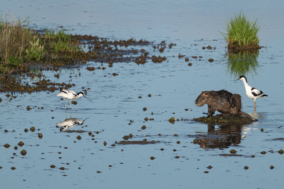 A beaver sits on a small patch of land in a shallow body of water, while two black and white wading birds stand nearby.