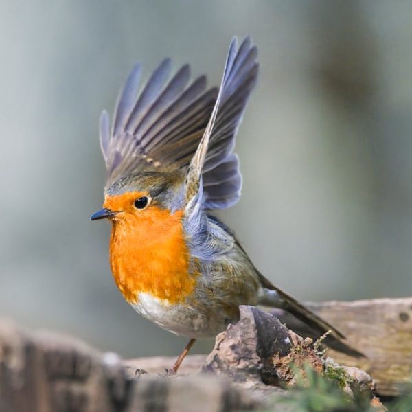 A robin with an orange breast and gray wings perches on a tree stump, raising one wing as if about to take flight.