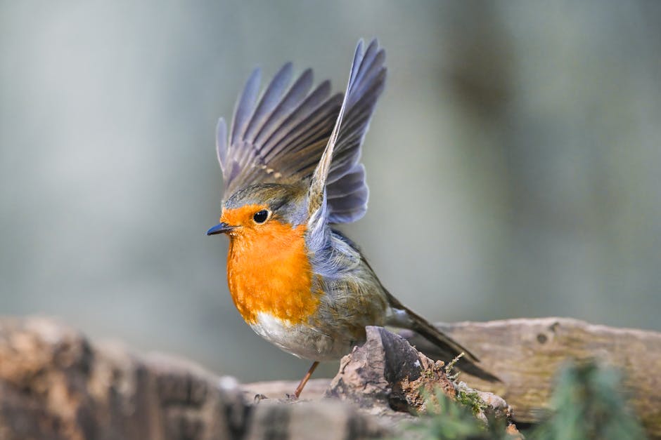 A robin with an orange breast and gray wings perches on a tree stump, raising one wing as if about to take flight.