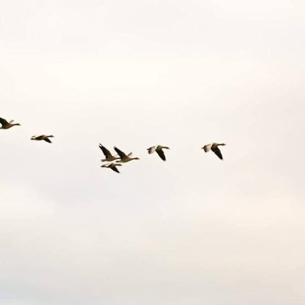A group of seven birds flying in a V formation across a cloudy sky.