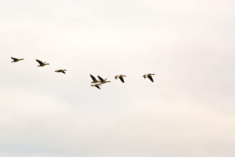 A group of seven birds flying in a V formation across a cloudy sky.