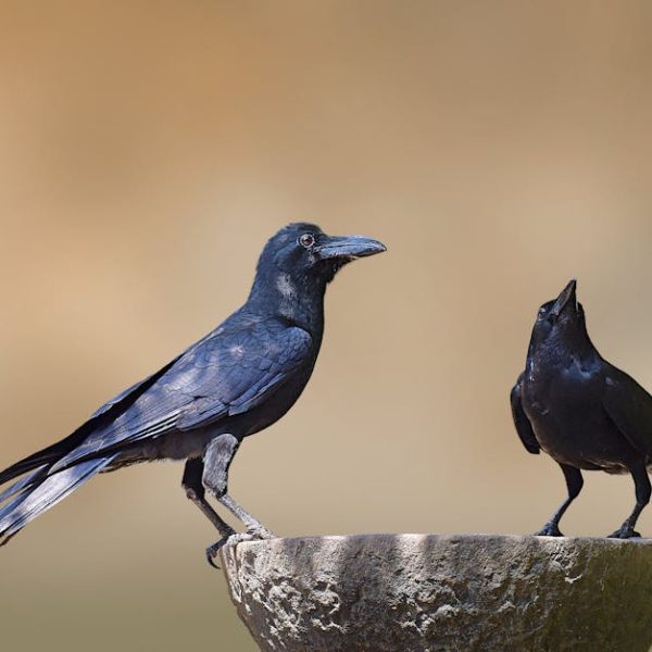 Two black crows are perched on a round, stone surface. One crow faces forward while the other looks upward. The background is a soft, blurred brown.