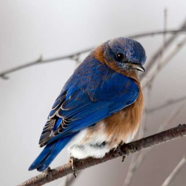 A blue and orange bird is perched on a thin, bare branch with a blurred, light gray background.