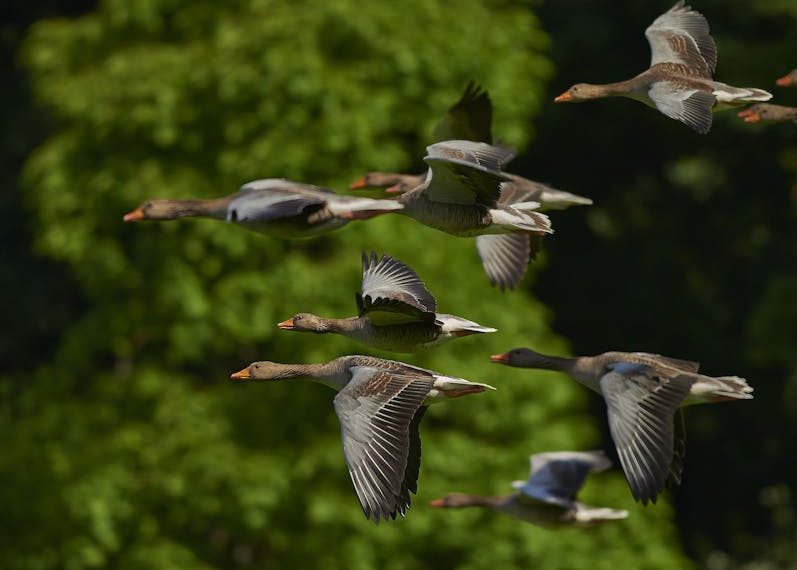 A flock of geese flying in formation with green foliage in the background.