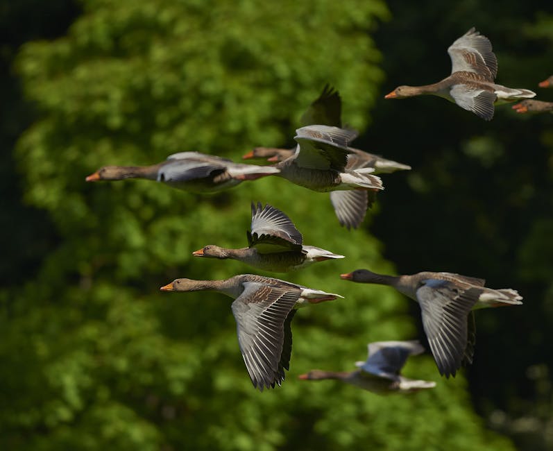 A flock of geese flying in formation with green foliage in the background.