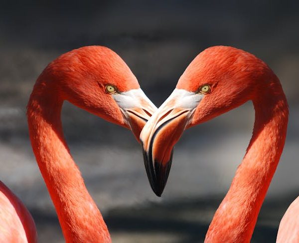Two flamingos face each other with their necks curved inward, forming a heart shape with their heads and beaks touching.