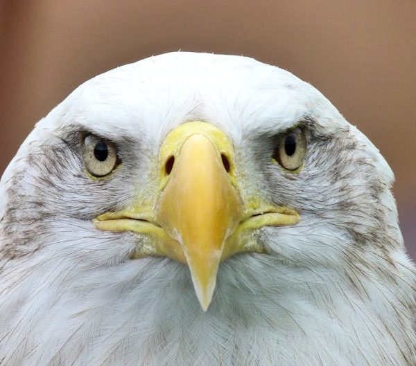 Close-up of a bald eagle's face showing its yellow beak and piercing eyes against a blurred neutral background.