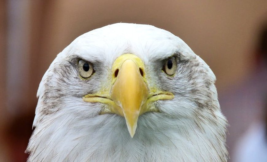 Close-up of a bald eagle's face showing its yellow beak and piercing eyes against a blurred neutral background.
