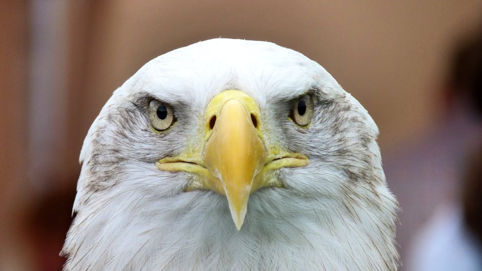 Close-up of a bald eagle's face showing its yellow beak and piercing eyes against a blurred neutral background.