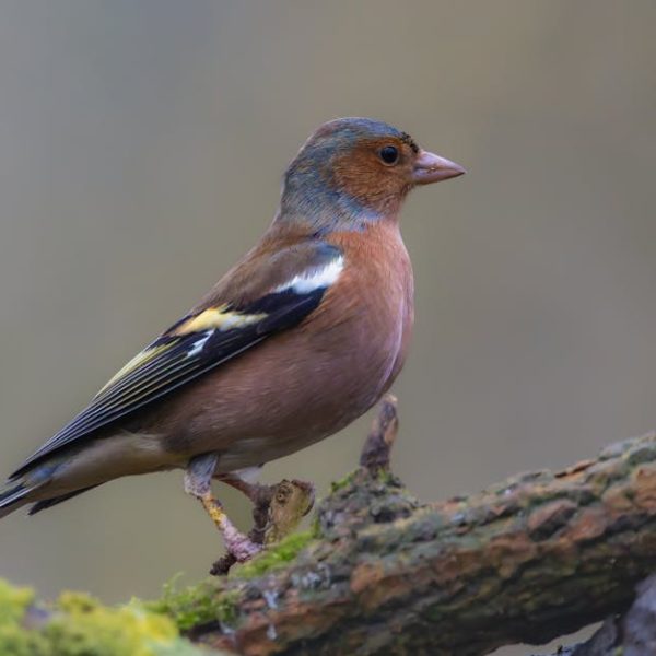 A small bird with a brownish-red breast, black wings with white markings, and a blue-grey head stands on a mossy tree branch.