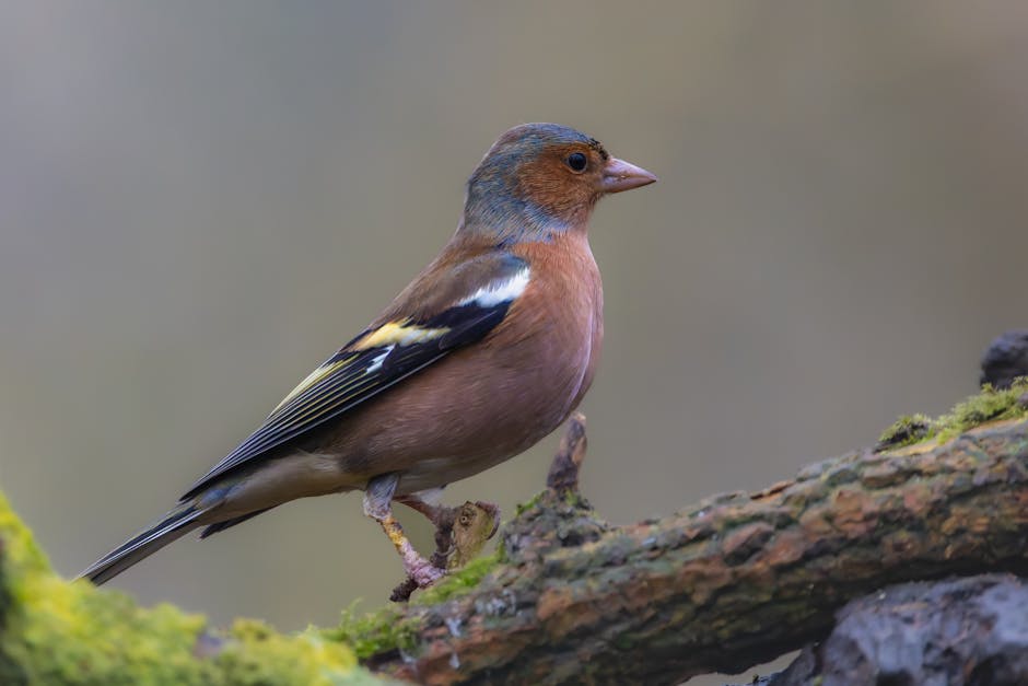 A small bird with a brownish-red breast, black wings with white markings, and a blue-grey head stands on a mossy tree branch.