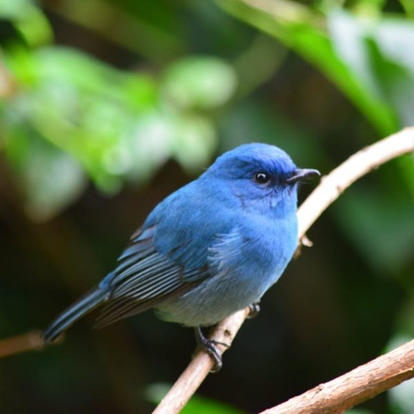 A small blue bird is perched on a branch with green leaves and blurred foliage in the background.