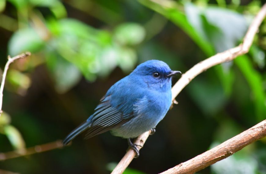 A small blue bird is perched on a branch with green leaves and blurred foliage in the background.