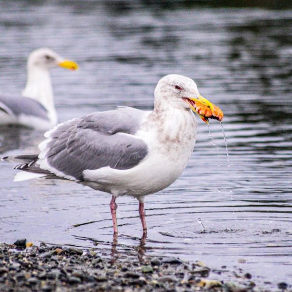 A seagull standing in shallow water holds an orange object in its beak, while another seagull floats in the background.