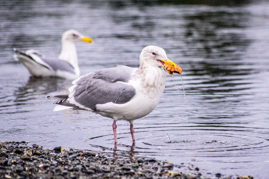 A seagull standing in shallow water holds an orange object in its beak, while another seagull floats in the background.