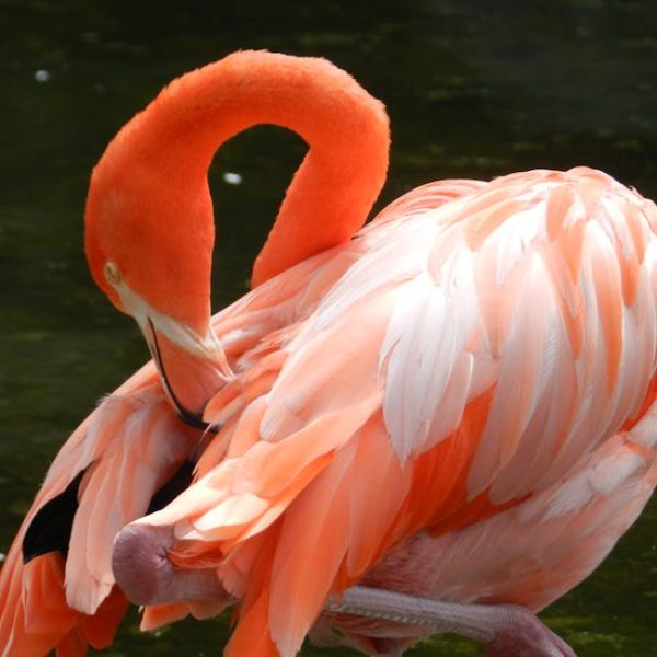 A flamingo with vibrant pink and orange feathers bends its neck to preen its back, standing near dark water.