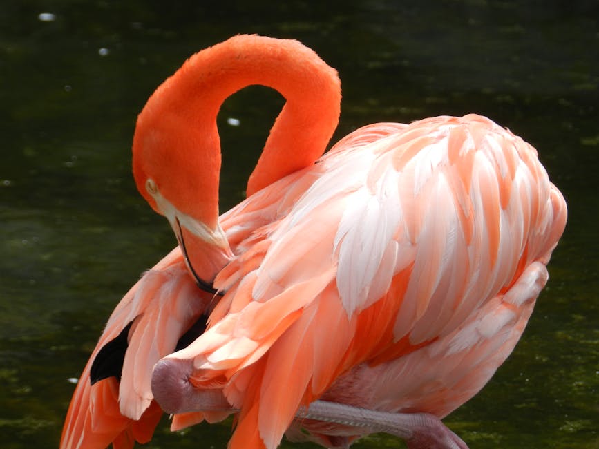 A flamingo with vibrant pink and orange feathers bends its neck to preen its back, standing near dark water.