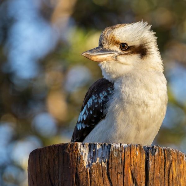 A kookaburra is perched on a weathered wooden post with a blurred natural background.