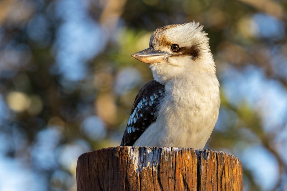 A kookaburra is perched on a weathered wooden post with a blurred natural background.
