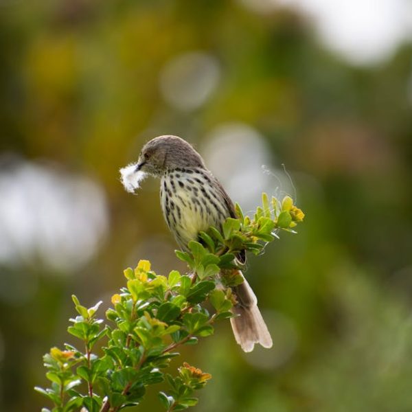 A small bird with a speckled chest perches on a leafy branch, holding a piece of white fluff in its beak; blurred greenery in the background.