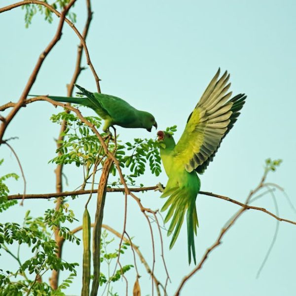 Two green parrots interact on tree branches, with one perched and the other in mid-flight against a clear blue sky.