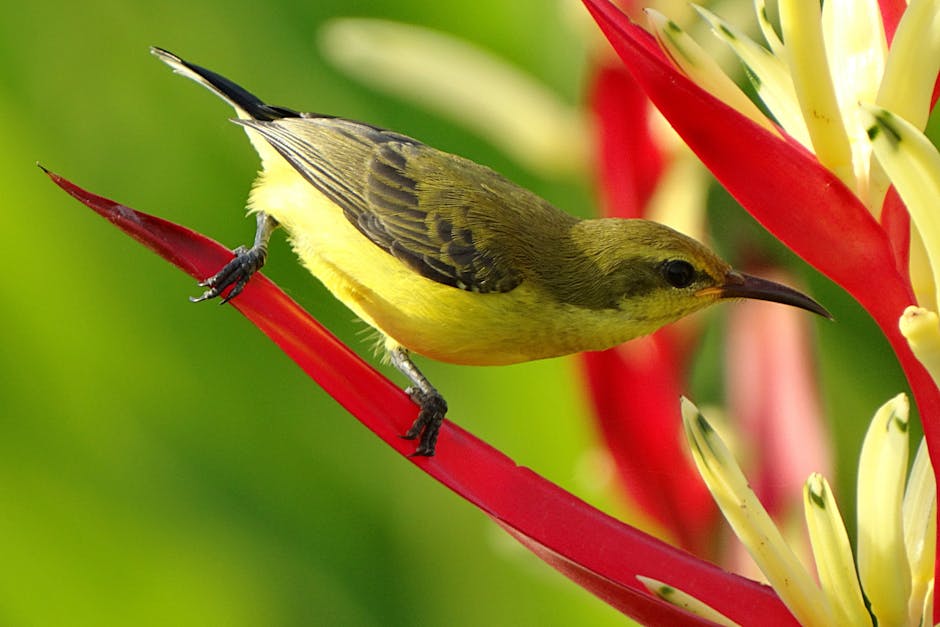 A small yellow and brown bird perched on a red and yellow tropical flower with a blurred green background.