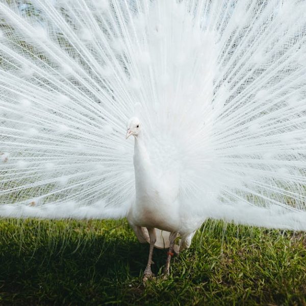 A white peacock stands on grass with its tail feathers fully fanned out behind it.