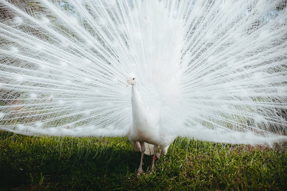 A white peacock stands on grass with its tail feathers fully fanned out behind it.