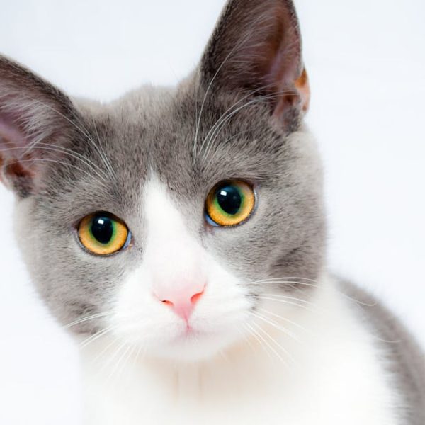 A grey and white cat with yellow-green eyes looks directly at the camera against a plain white background.