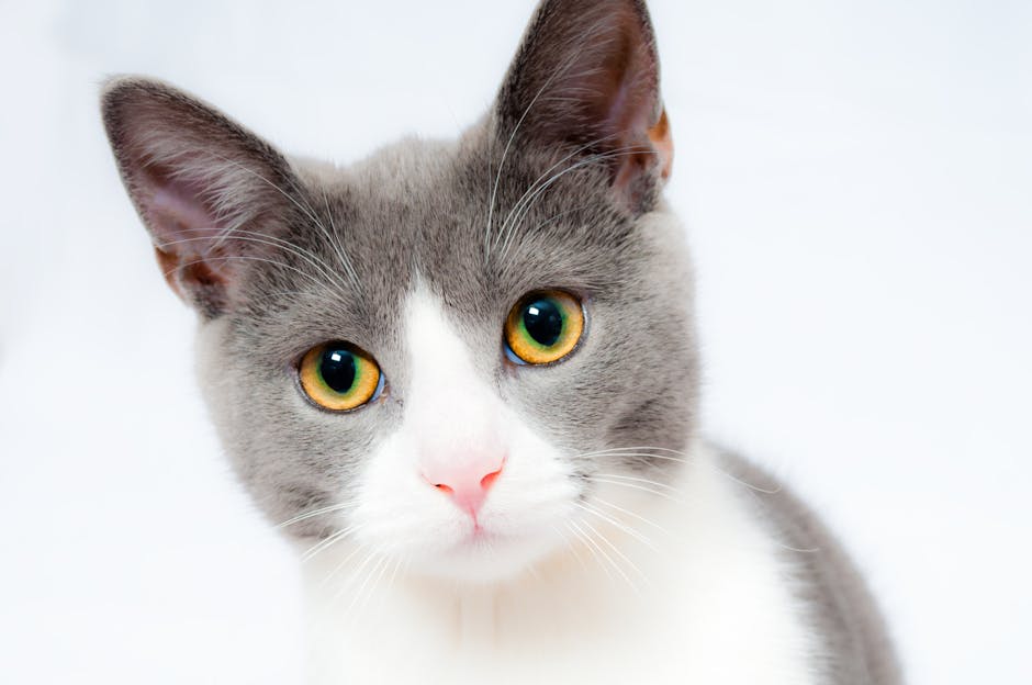 A grey and white cat with yellow-green eyes looks directly at the camera against a plain white background.