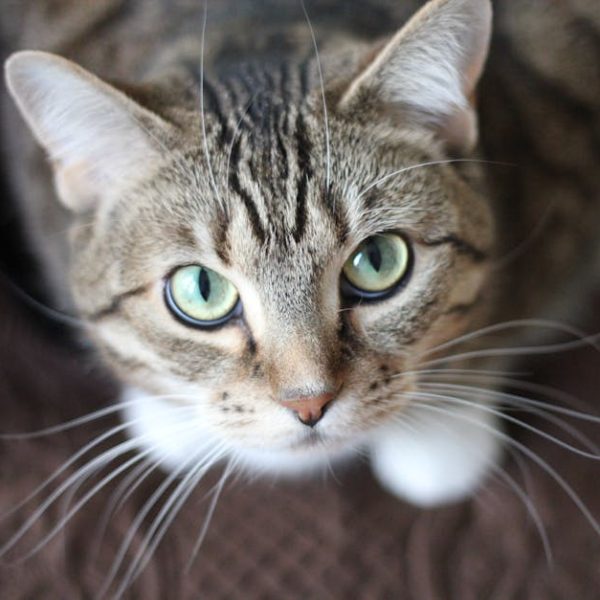 A close-up, top-down view of a tabby cat with green eyes and white paws sitting on a brown textured surface.