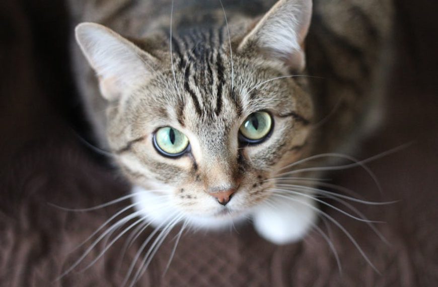 A close-up, top-down view of a tabby cat with green eyes and white paws sitting on a brown textured surface.