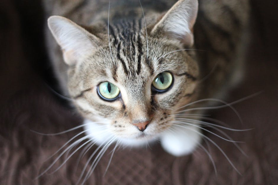 A close-up, top-down view of a tabby cat with green eyes and white paws sitting on a brown textured surface.