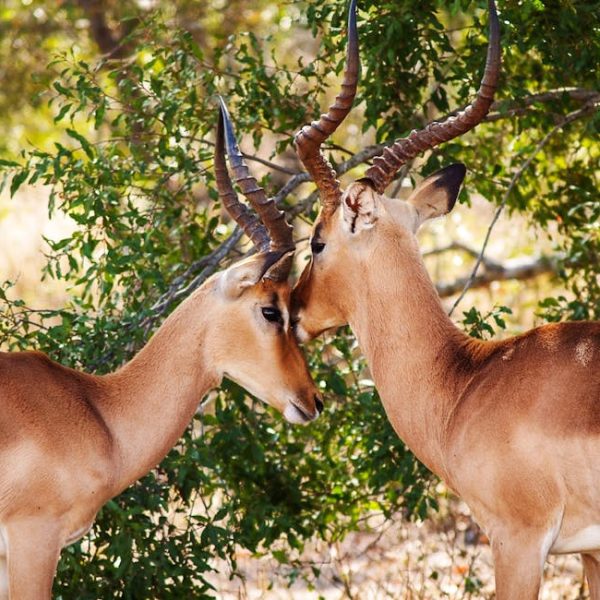 Two antelopes with long, curved horns stand close together in front of green foliage on a sunny day.