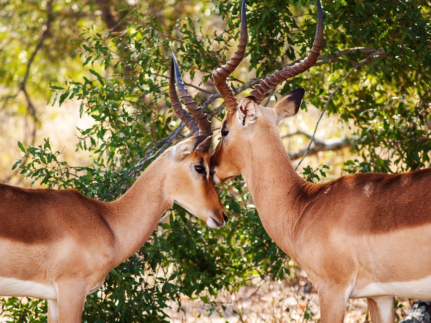 Two antelopes with long, curved horns stand close together in front of green foliage on a sunny day.