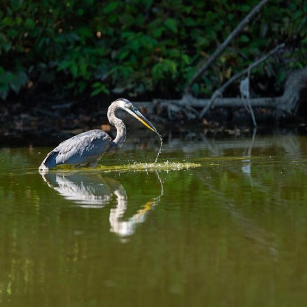 A heron stands in shallow water with a fish in its beak, surrounded by greenery and reflected on the water’s surface.