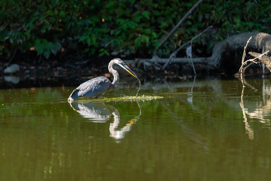 A heron stands in shallow water with a fish in its beak, surrounded by greenery and reflected on the water’s surface.