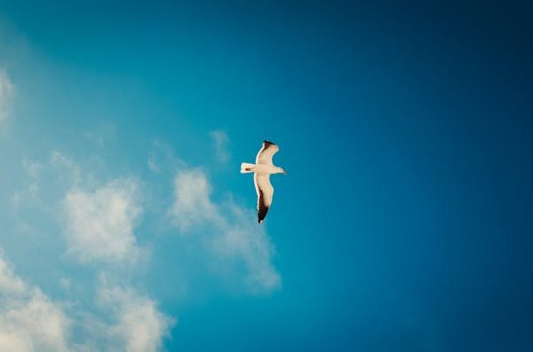 A single seagull soars in the blue sky with a few scattered clouds.