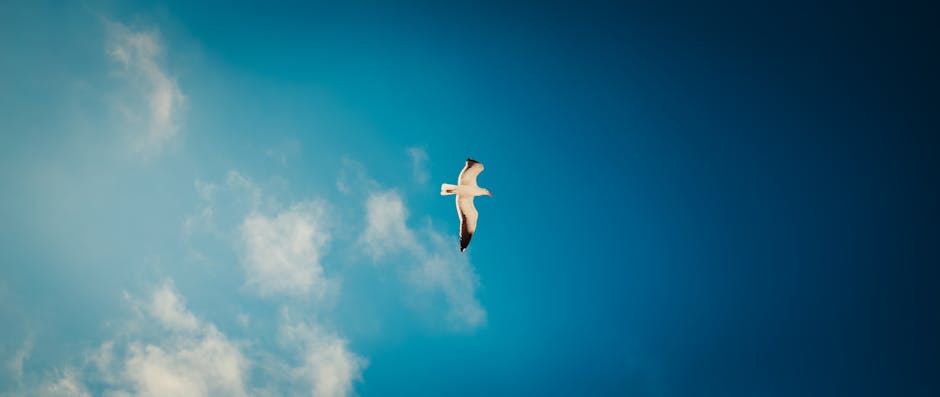 A single seagull soars in the blue sky with a few scattered clouds.