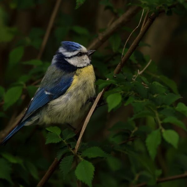 A small blue and yellow bird perches on a branch surrounded by green leaves.