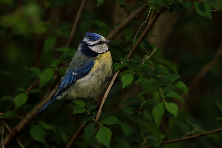 A small blue and yellow bird perches on a branch surrounded by green leaves.