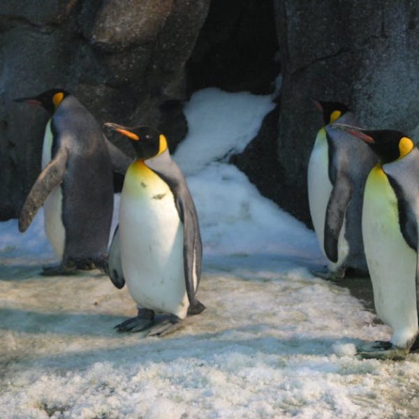 Four emperor penguins stand on snowy ground near rocky walls and an ice-covered cave entrance.