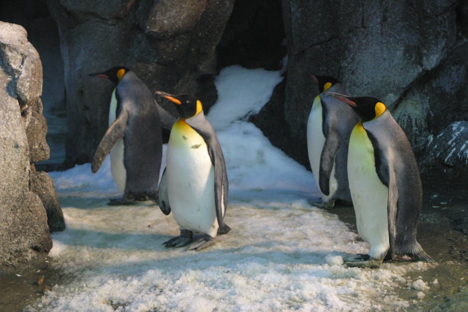 Four emperor penguins stand on snowy ground near rocky walls and an ice-covered cave entrance.